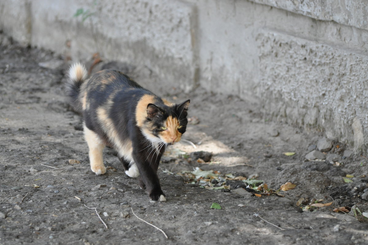 Иду мимо... - Наталья Аринцева Иду мимо... - Наталья Аринцева