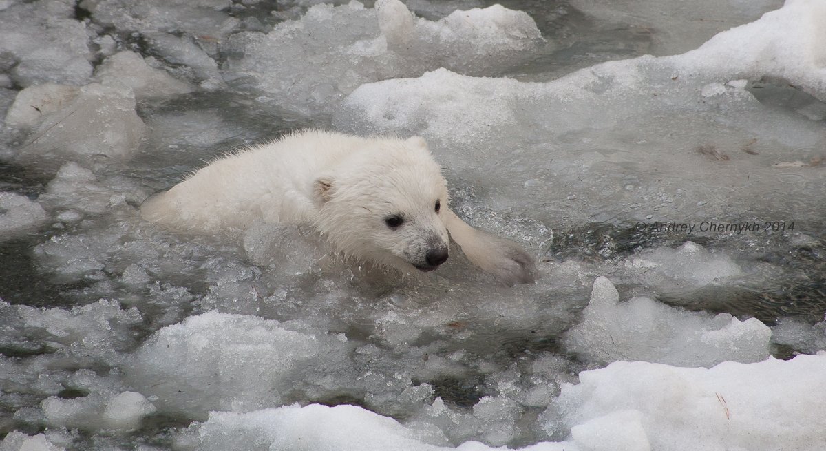 ***** - Андрей Черных