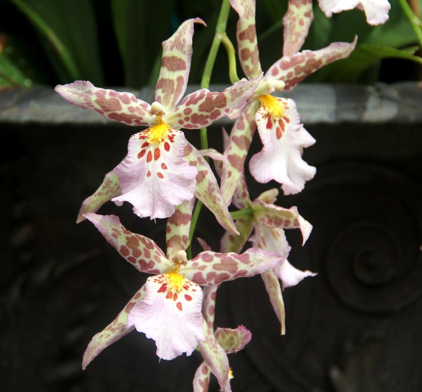 Симфония орхидей - Виктория 