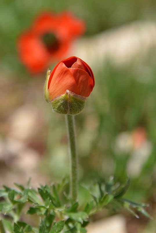 14.04.12 Азиатский лютик (Ranunculus asiaticus). Ещё один бутон - Борис Ржевский