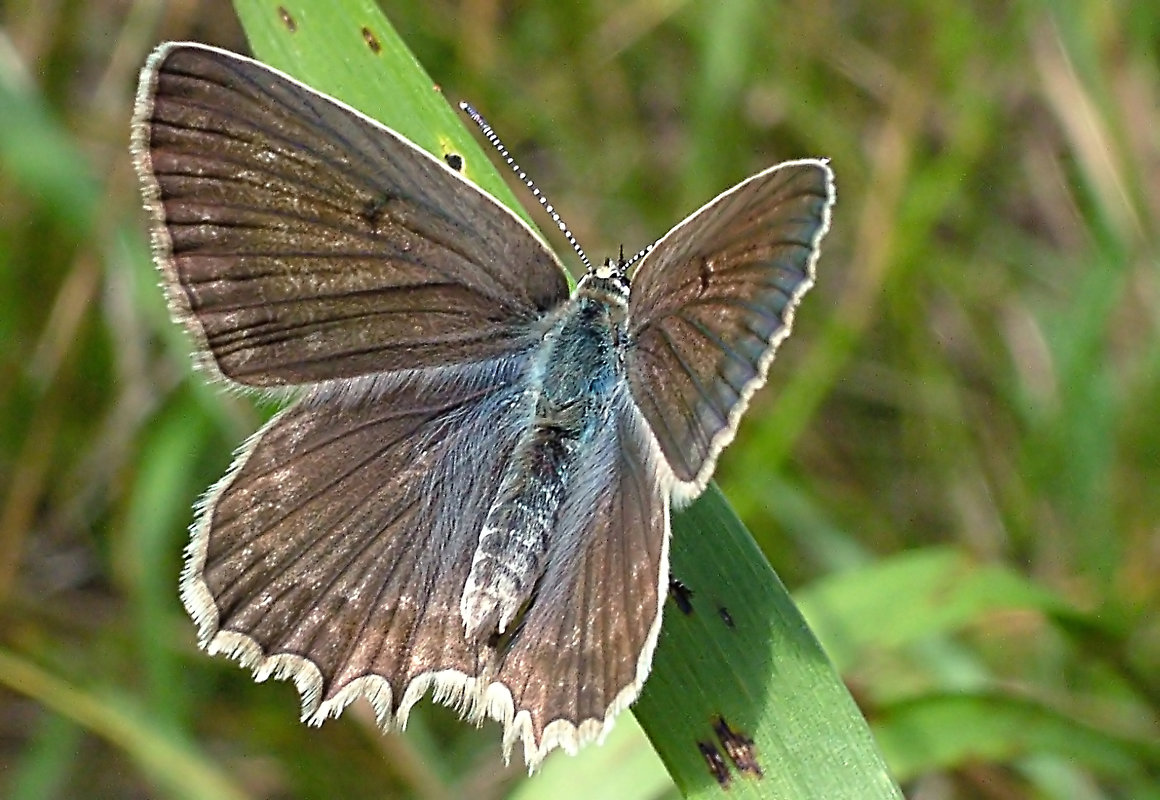 Бабочка Голубянка аргус (Poliommatus argus) - Генрих Сидоренко