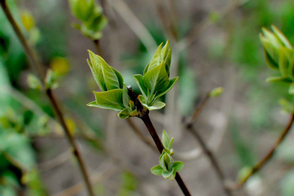 природы пробуждение... - Елена Борисенко