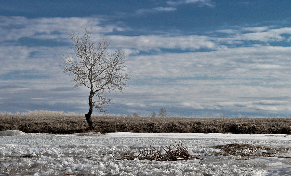дерево на берегу - Алексей Матвеев дерево на берегу - Алексей Матвеев