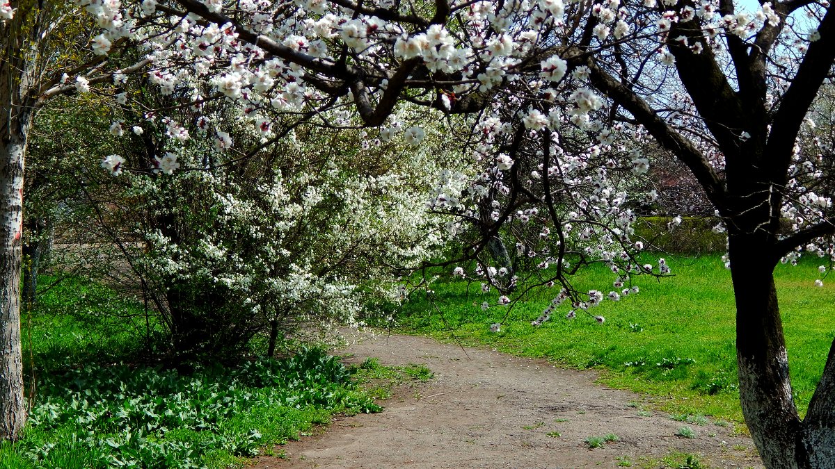 Весна пришла - Тамара Зеленюк Весна пришла - Тамара Зеленюк