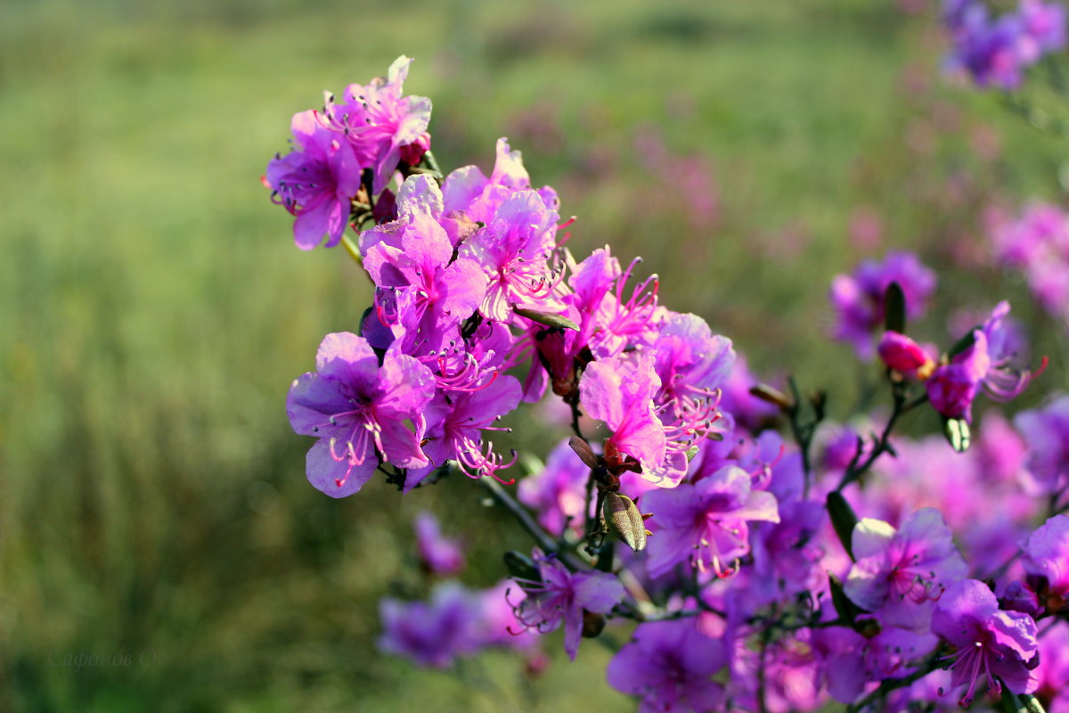 Багульник - Олег Сафонов
