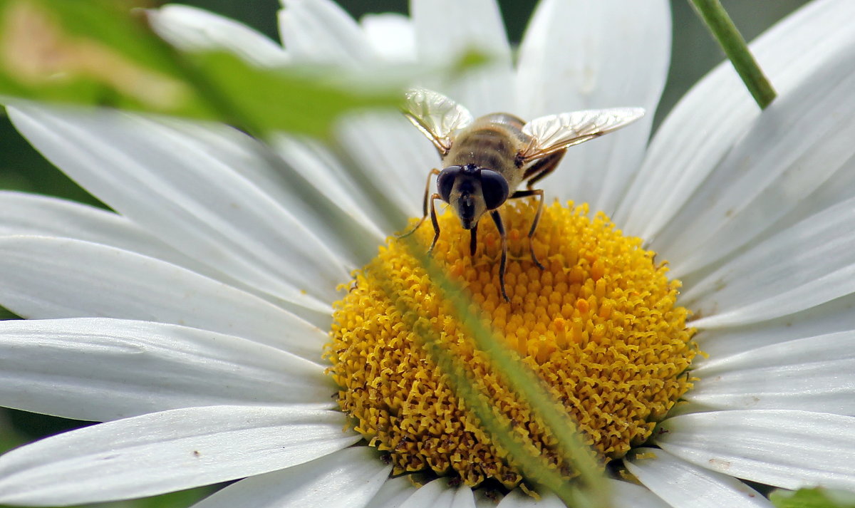 Летняя - Виолетта 
