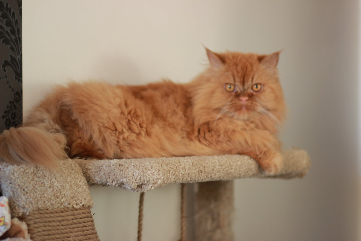 Тигра - Екатерина Даймонд