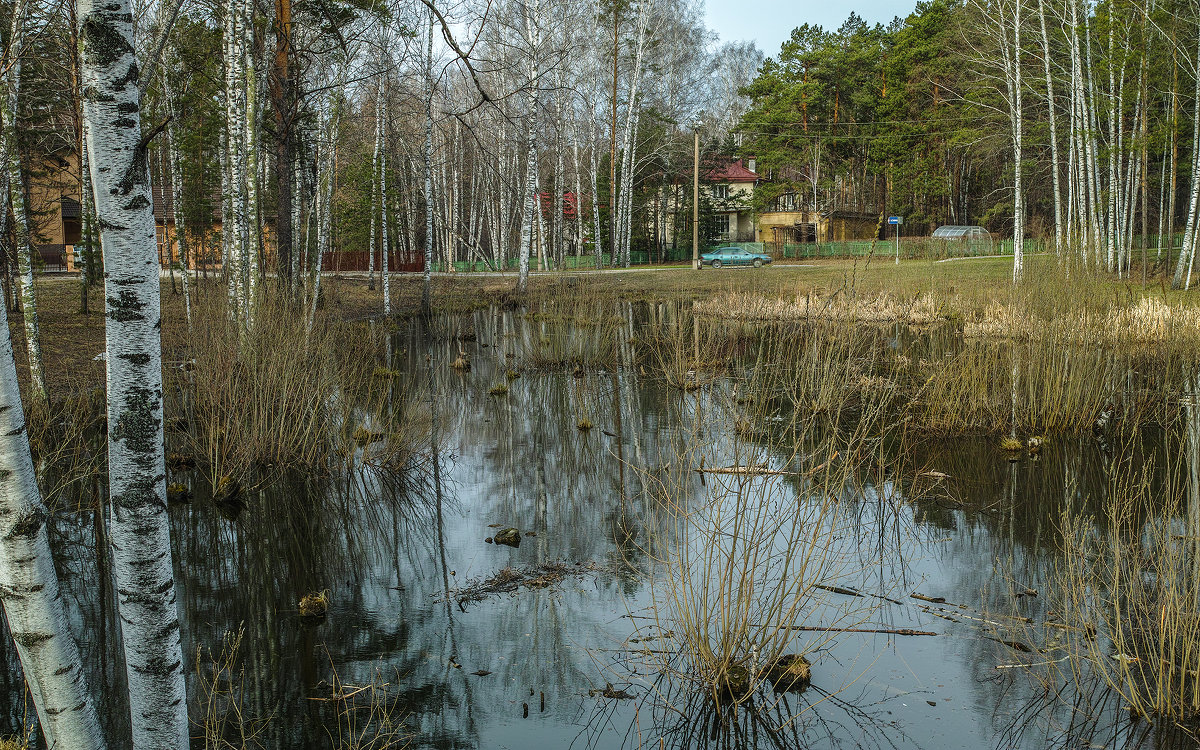 Болотце на окраине Новосибирска (Академгородок) - Vadim Piottukh 