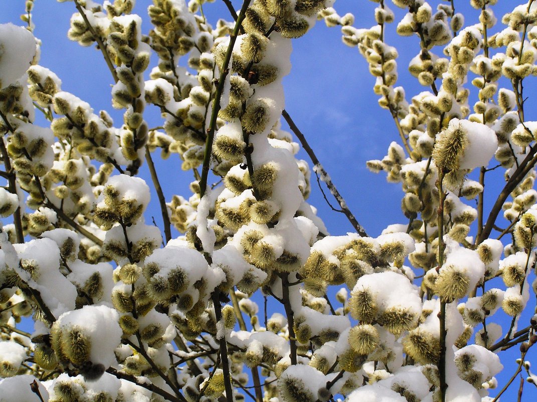 И такая весна бывает. - Нелли * И такая весна бывает. - Нелли *