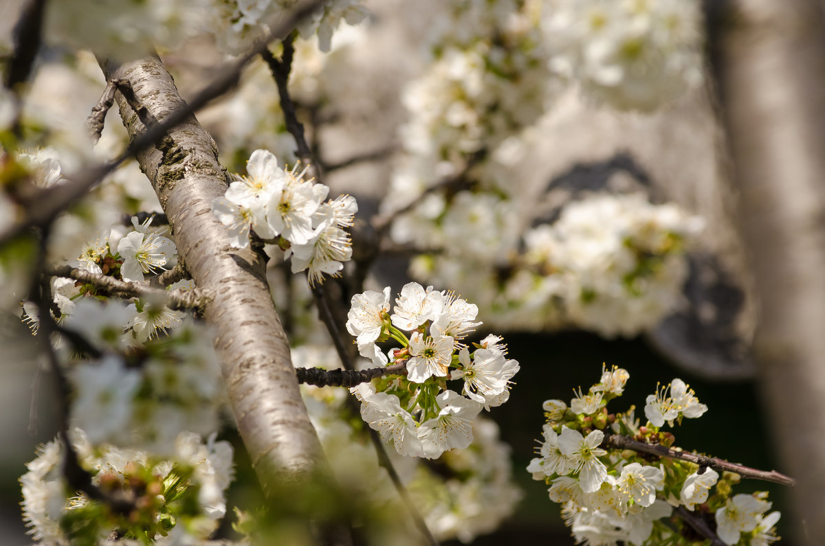 Nature of Ukraine - Tutsan 