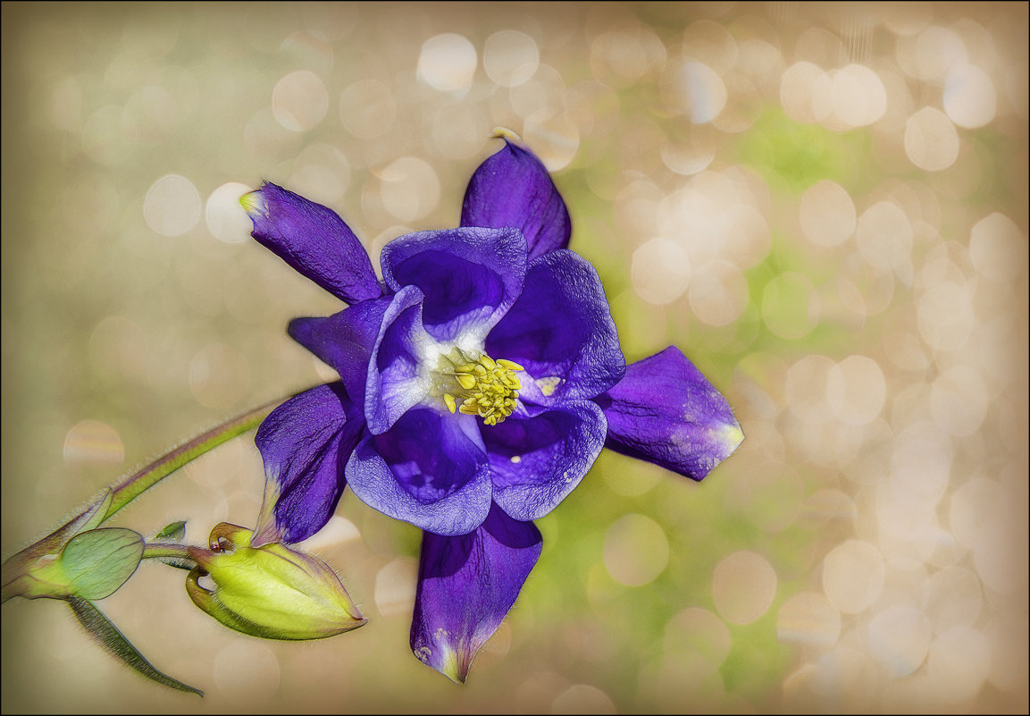 Водосбор обыкновенный (Aquilegia vulgaris) - Елена Elena