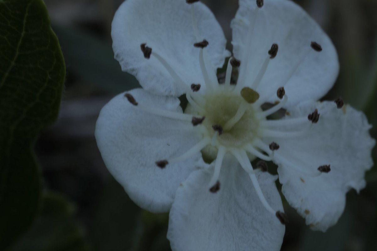 Нежно - Lena Voevoda