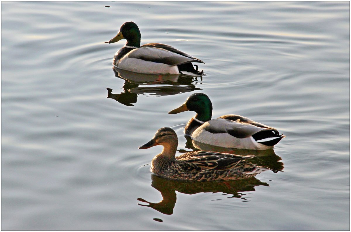 5. Третьий лишний - Иван Клещин 5. Третьий лишний - Иван Клещин