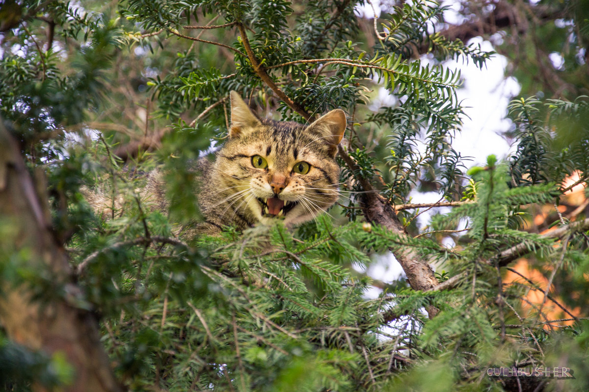 Злой Кыш-кыш - Александр Мирошниченко Злой Кыш-кыш - Александр Мирошниченко