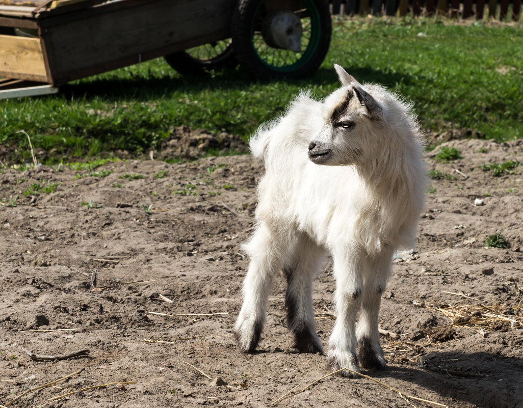 Бяшка - Александр Агеев