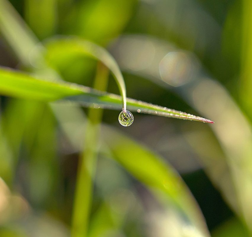 роса - Almantas Balmantas