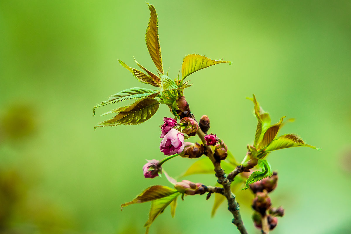Весна - Евгений Морозов