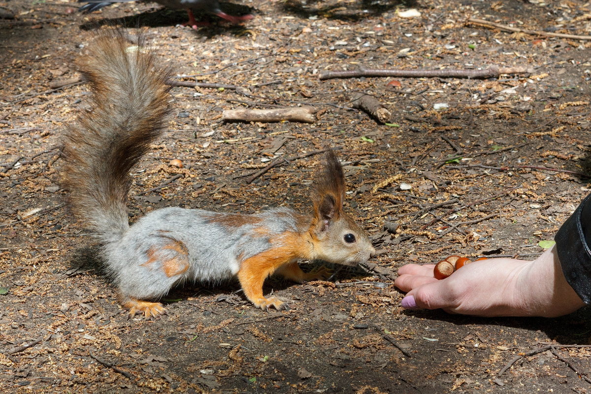 * - Борис Калитенко