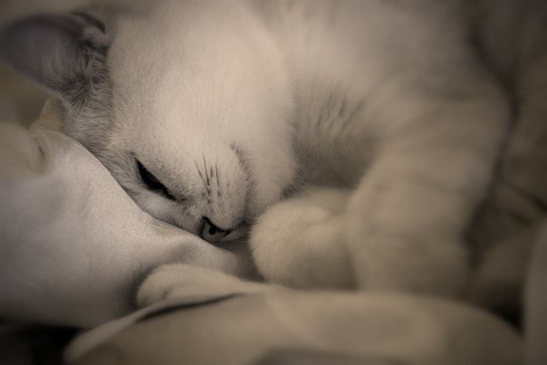 Моя Поночка) - Алена Калашникова