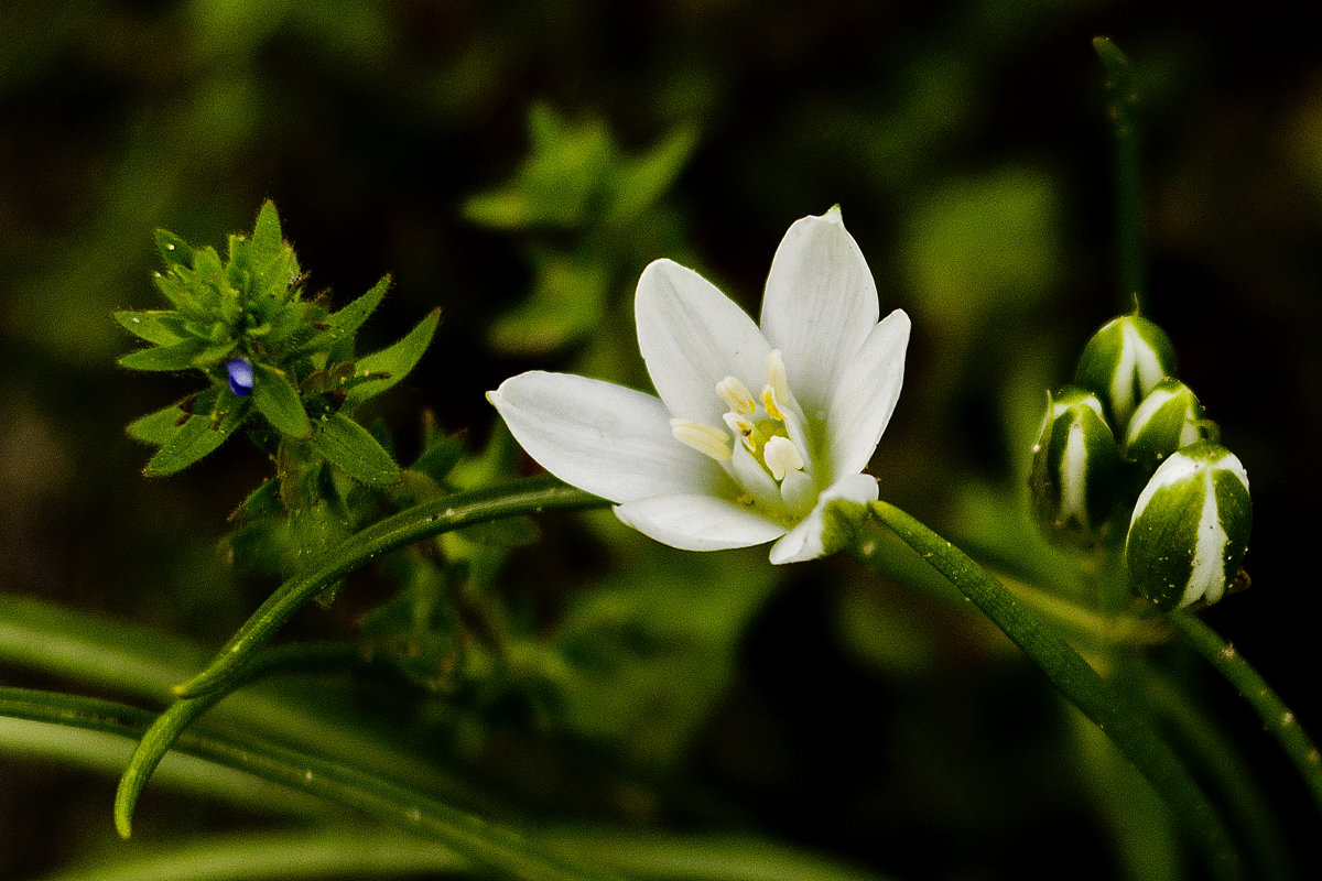 ... - Weles ... - Weles