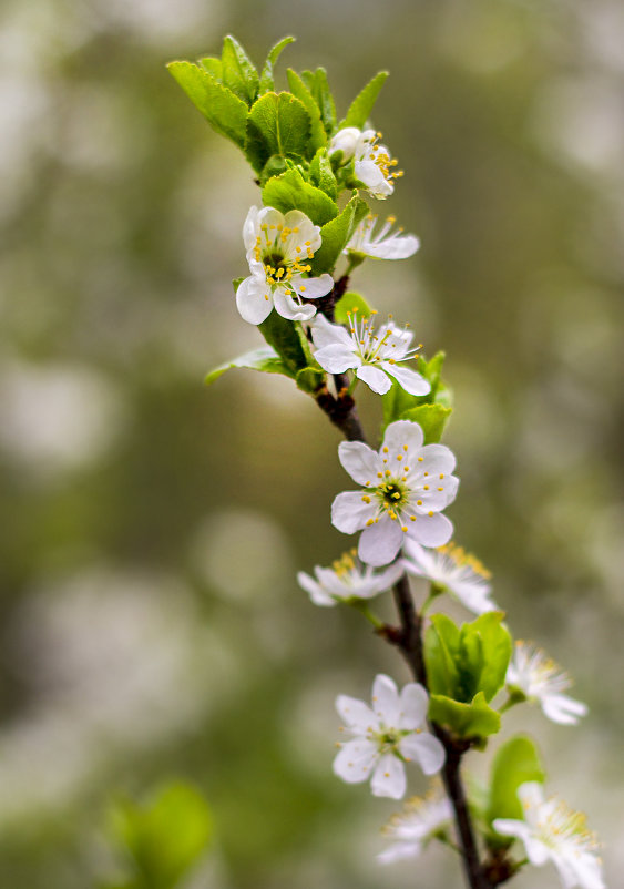 Spring - Olga Moskvitina