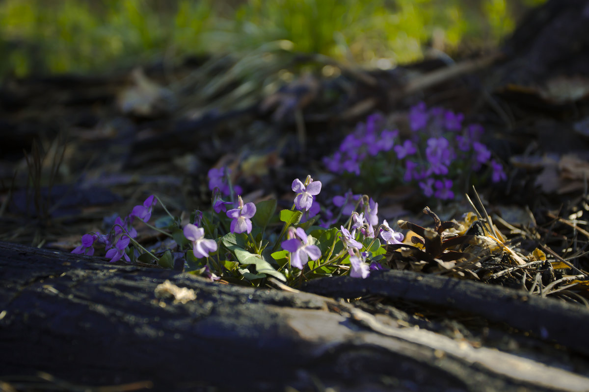 Фиалки. - Ирина Михалева