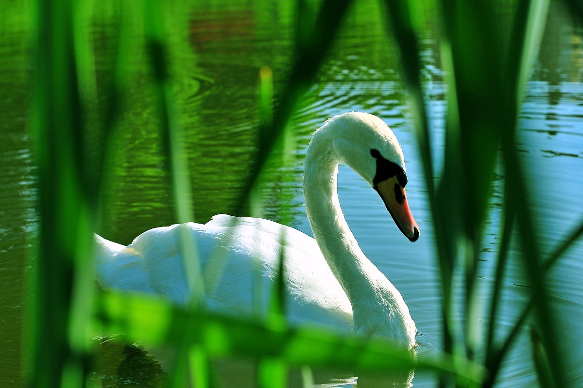 Белый красавец - Андрей Куприянов Белый красавец - Андрей Куприянов