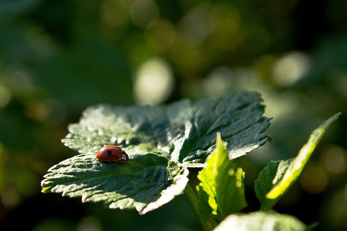 .. - Игорь Чубаров