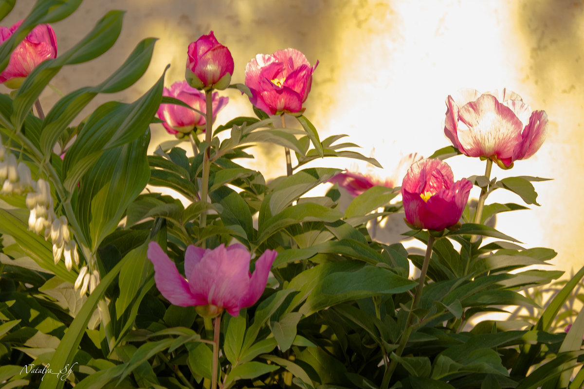 *** - Наталья 