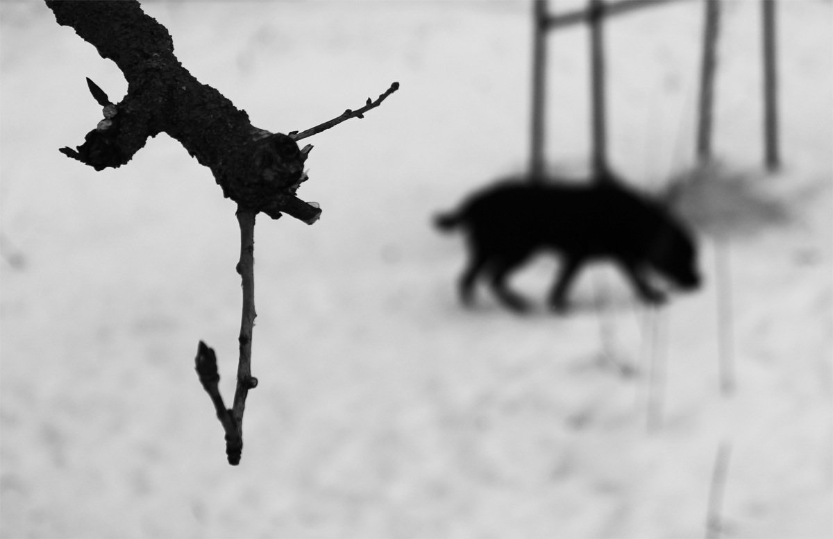 *** - Alexander Kovalkov