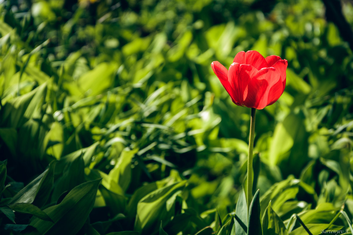 Тюльпан - Alexey Bartenyev