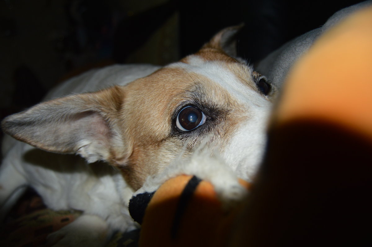 Взгляд - Настасья Вольф Взгляд - Настасья Вольф