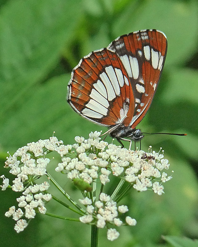 Бабочка Пеструшка таволговая (Neptis rivularis Sc.) - Генрих Сидоренко