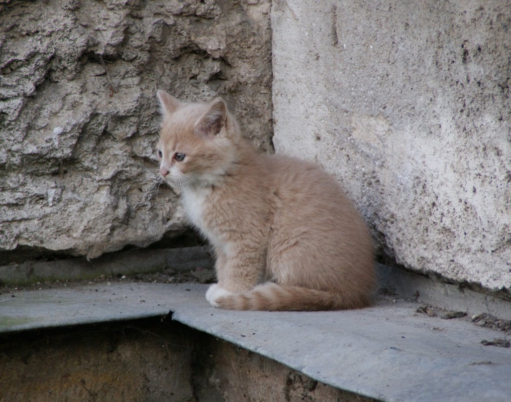 *** - Наталия Короткова