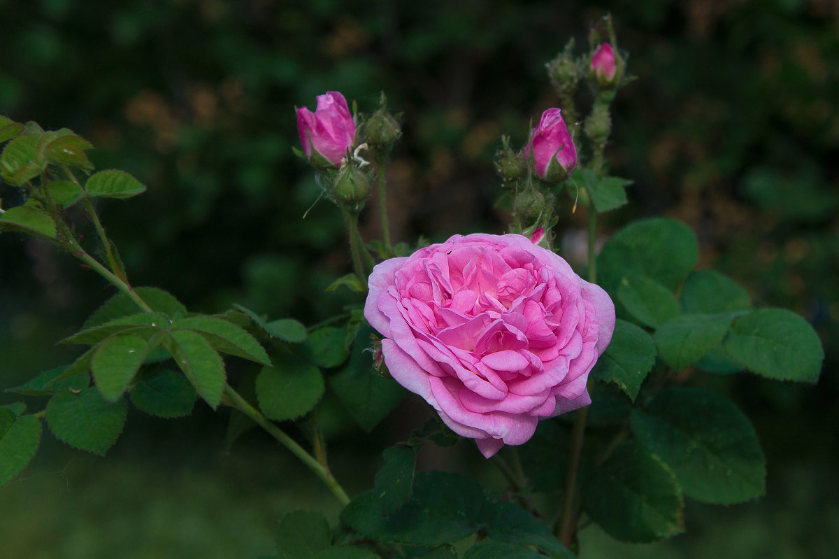 **о** - Владимир Кроливец