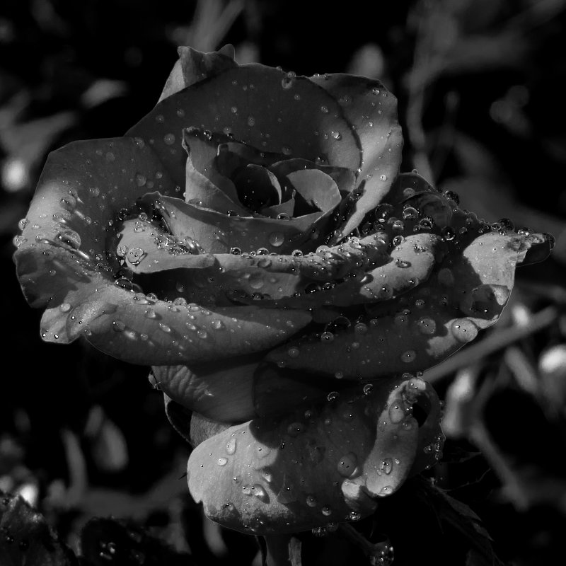 роза ч/б - valera knysh