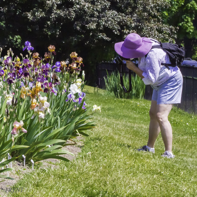 Iris Garden - Irini Pasi