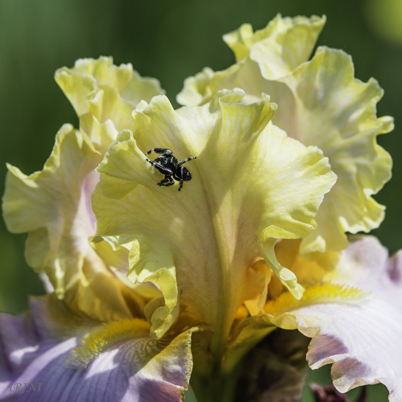 Iris Garden. Живность - Irini Pasi