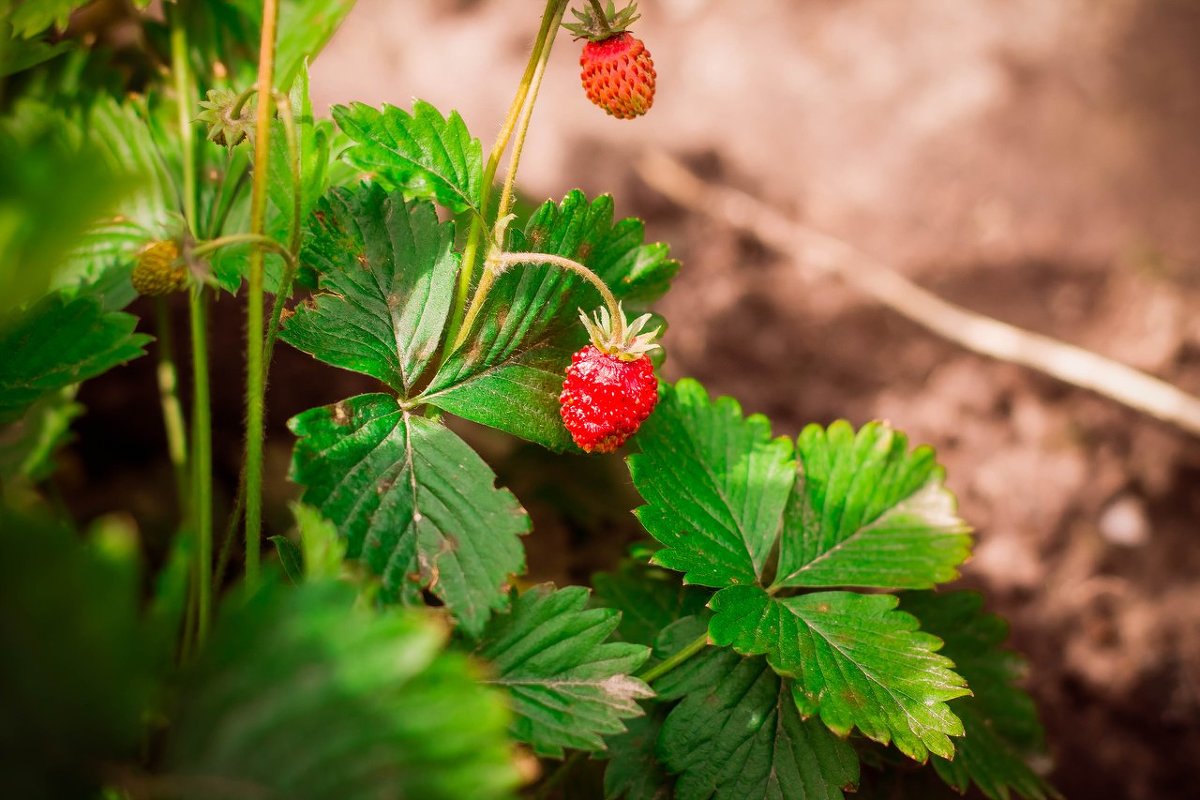 Земляничка - Galina Zaychenko 