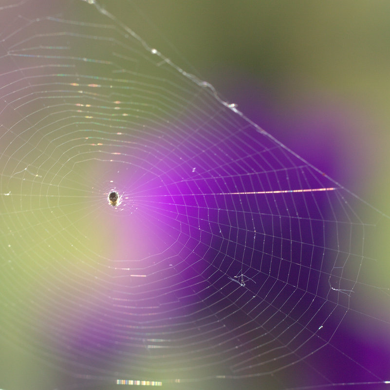 Паучок - Анатолий Мамичев