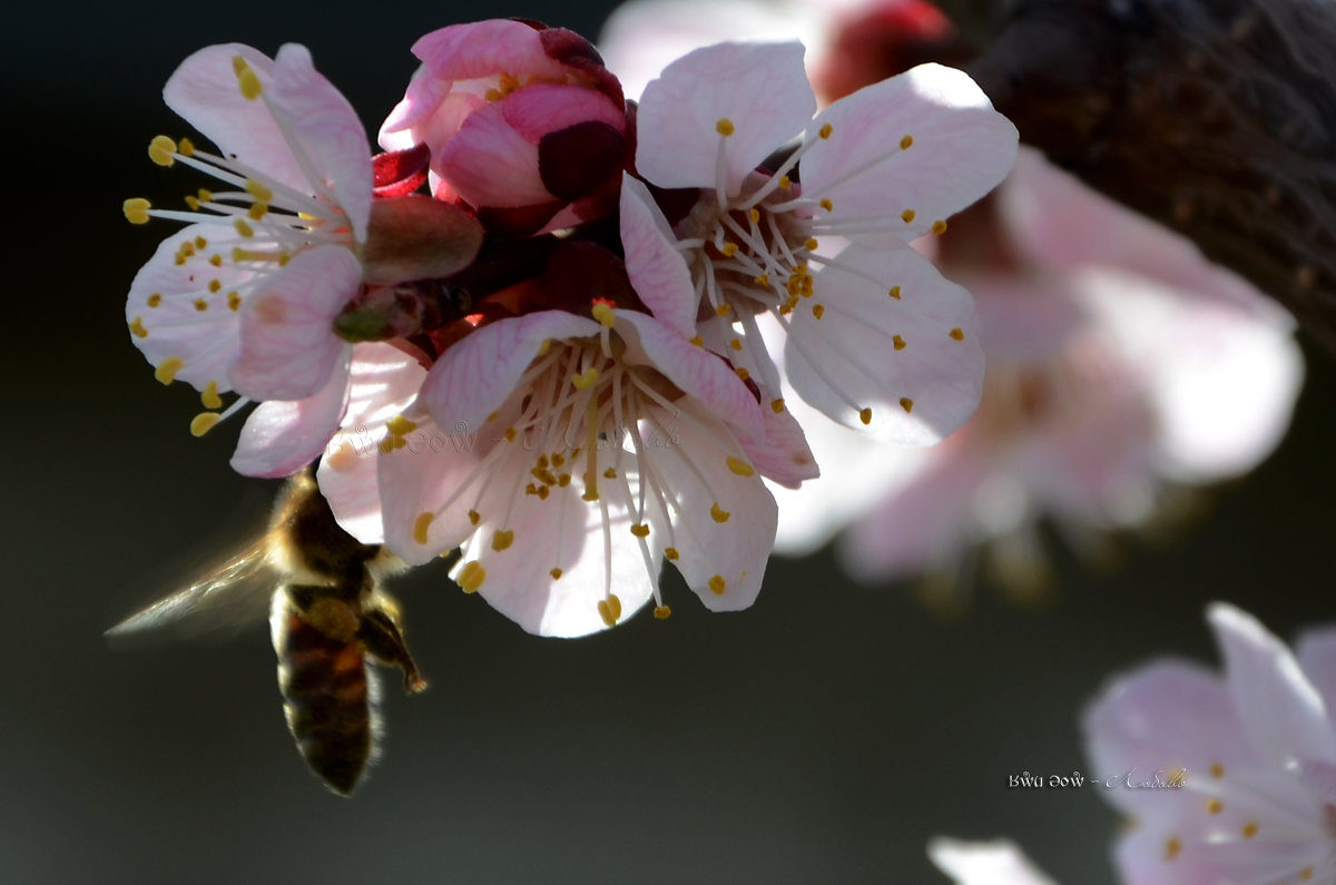 *** - ʁwи ǝоw - Любовь