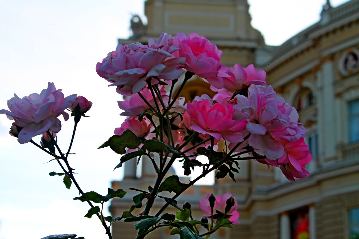 Лето. - Владимир 