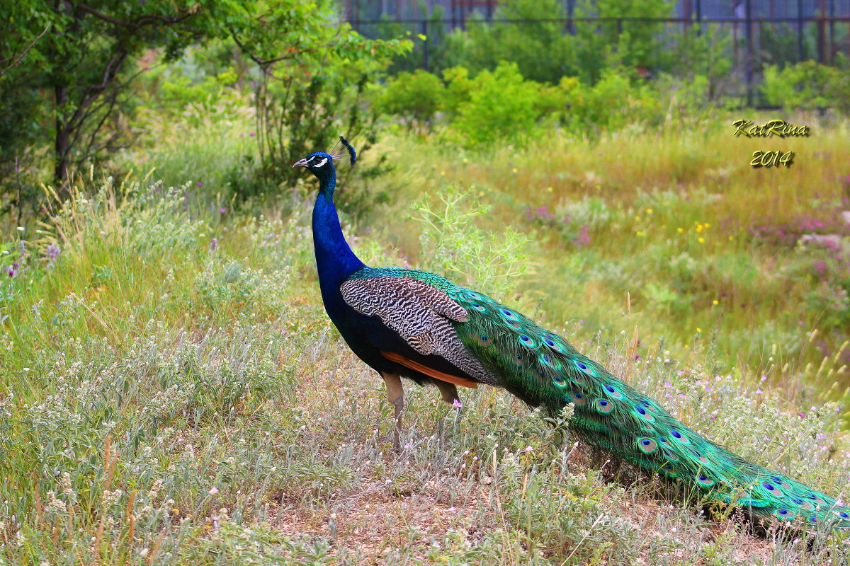 Peacock - KatRina K