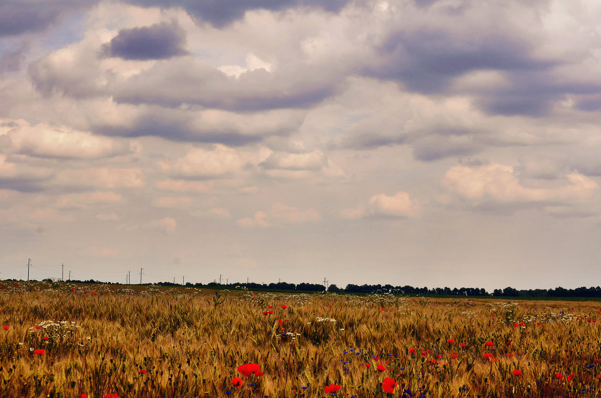 beautiful field - Дарина Черній