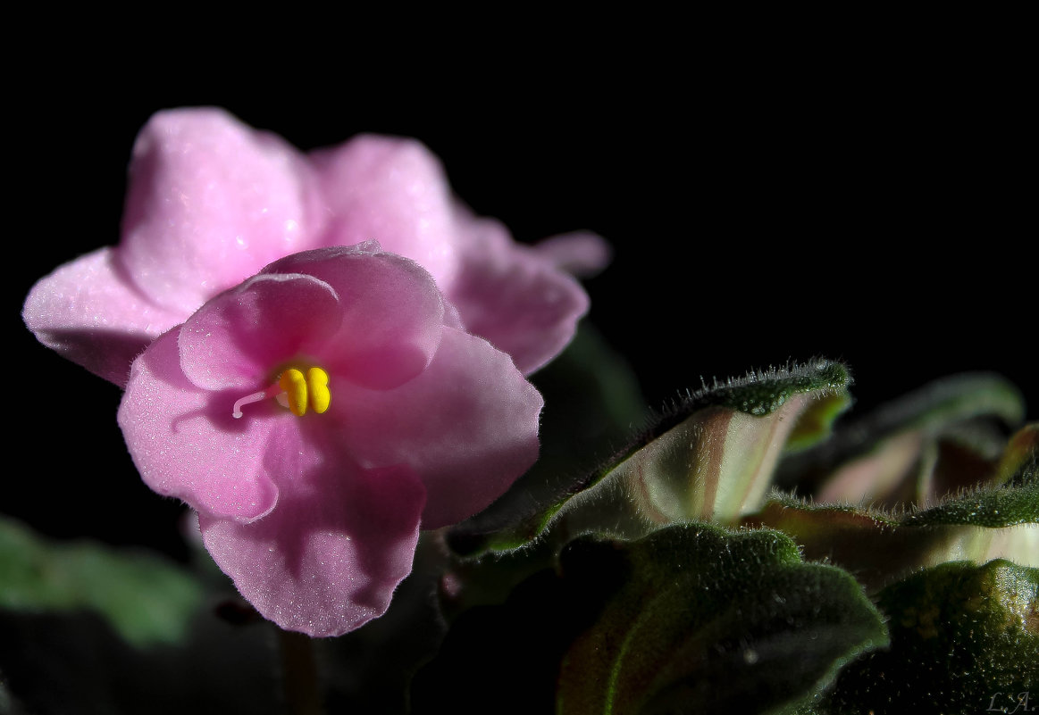 Из жизни моего подоконника. - Любовь Анищенко Из жизни моего подоконника. - Любовь Анищенко