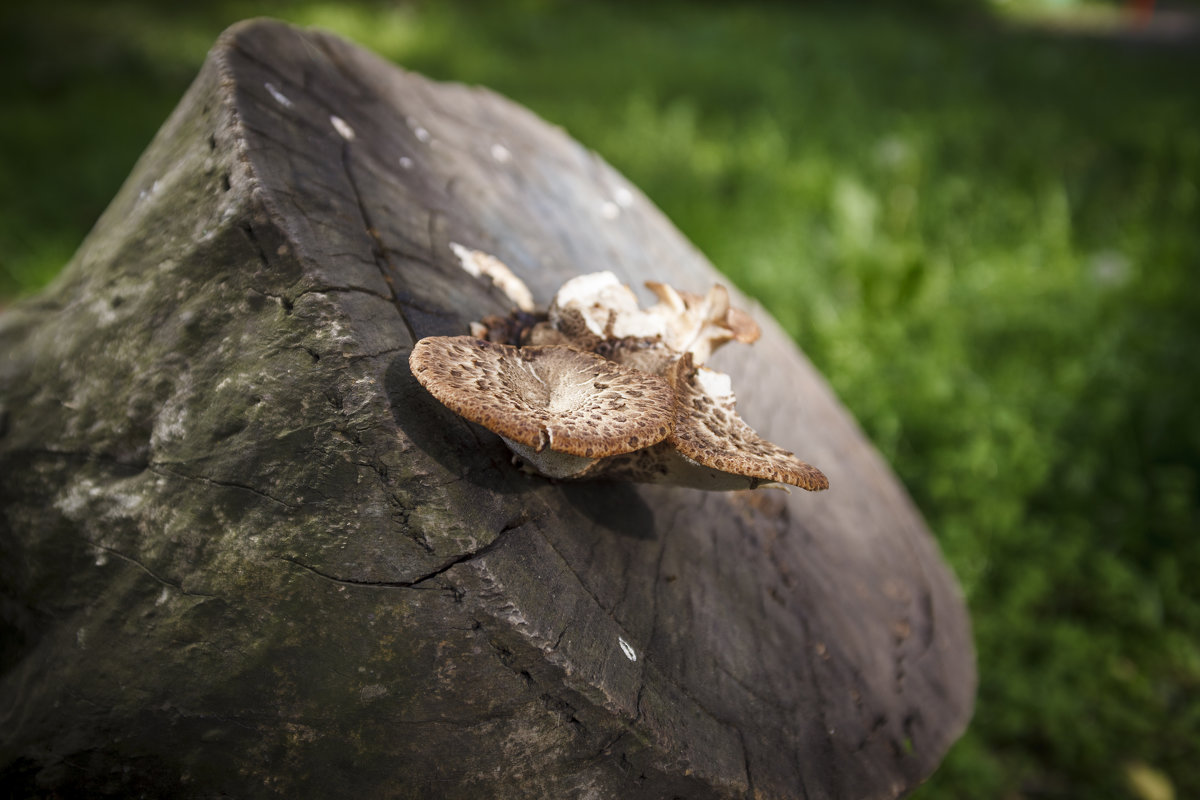 Жизнь на пне - Павел Заславский