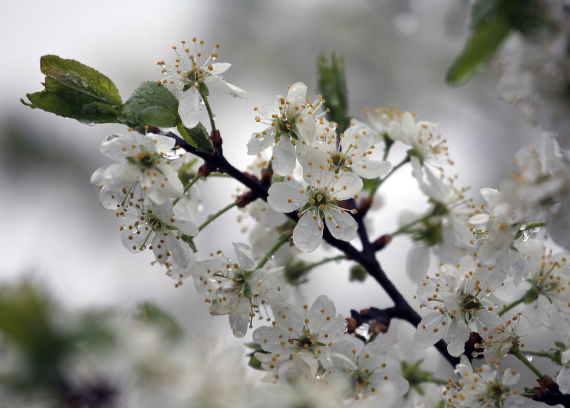 Сливы цвет. - Irina Fabien Сливы цвет. - Irina Fabien