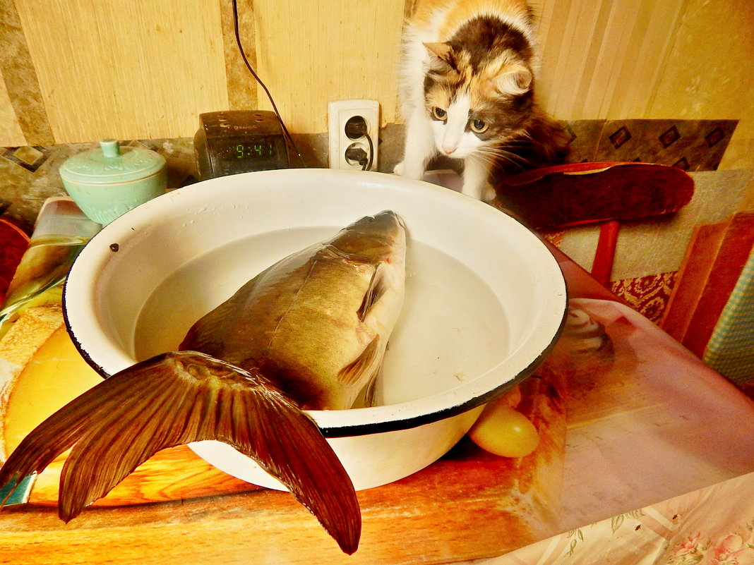 Она не из нашего аквариума !!! - Milocs Морозова Людмила