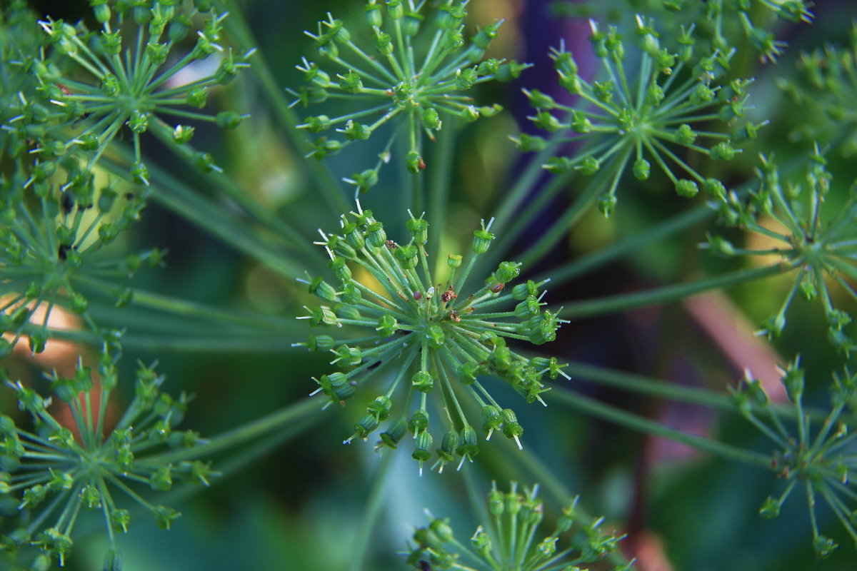 Зонтик - Юрий Стародубцев Зонтик - Юрий Стародубцев