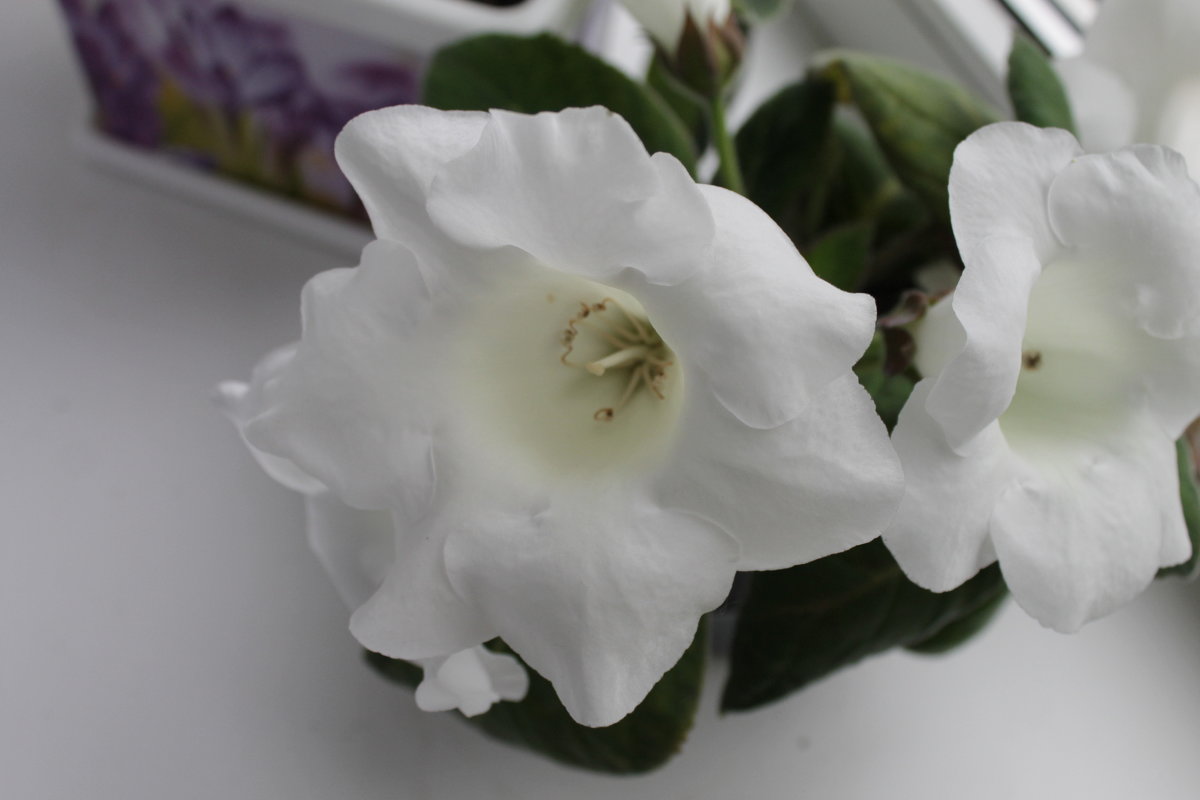 глоксиния - Ирина Рыкина